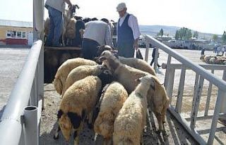 Ağrı’da kurbanlık sevkıyatı başladı