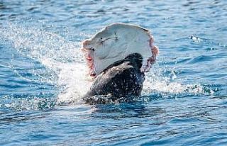 Akdeniz foku, vatozu böyle yedi