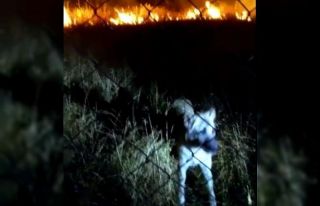 Alevler arasında kalan köpeği itfaiye ekipleri...