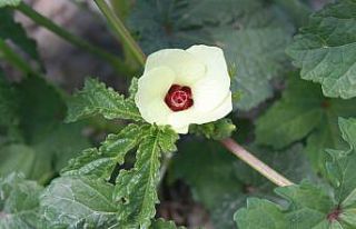 Amasya’da çiçek bamya hasadı başladı