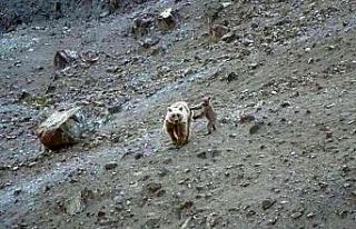 Anne boz ayı ve yavrusu, yiyecek ararken görüntülendi