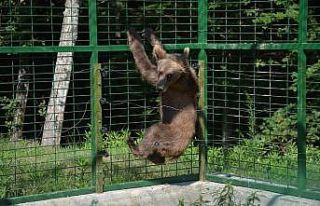 Araç çarpması sonucu yaralanan "Aykız"...