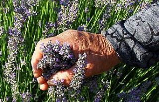 Arıkaya artık lavanta kokacak