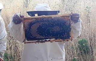 Arılar bal peteğine ay yıldız çizdi