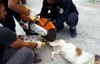 Ayağı zincire dolanan köpeği itfaiye kurtardı