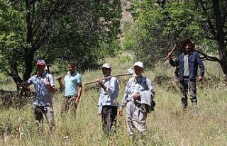 Ayı korkusundan bahçelerine giremiyorlar