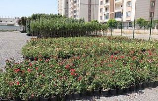 Bağlar Belediyesi’nden organik tarım hamlesi