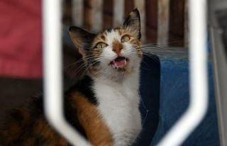 Balık sevdası başına dert açtı