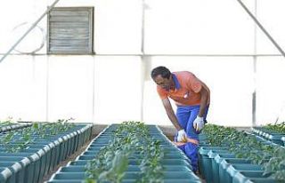 Balkonlar bahçeye dönüşecek