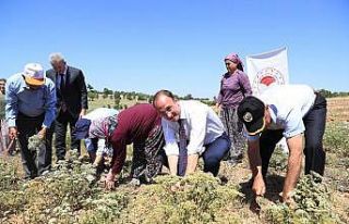 Başkan Örki, çiftçilerle ilk kekik hasadını...