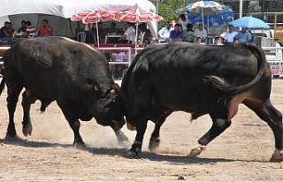 Bayır boğa güreşlerinin geliri eğitime