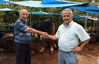 Bir ton fındık parasına kurbanlık