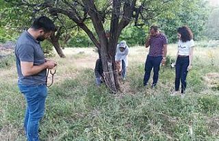 Bitkin halde bulunan yaban keçisi tedavisinin ardından...