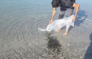 Bitlis’te 50 bin sazan yavrusu tatlı su ile buluştu