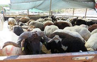 Bodrum’da hayvan satış ve kesim yerleri belirlendi