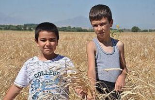 Buğdayın atası olan siyez buğdayında hasat sevinci