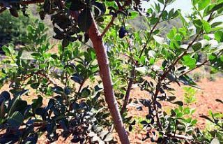 Büyükşehir’den üreticilere alternatif ürün...