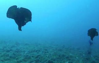 Çanakkale’de deniz tavşanı görüntülendi