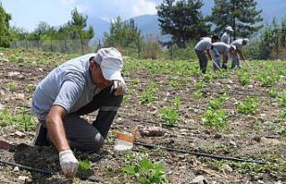 Çandır fasulyesinde çapa zamanı