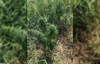 Çay kenarında 72 kök kenevir yetiştirmişler