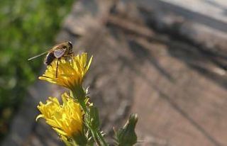 Coğrafi işaretli balda sağım dönemi başladı