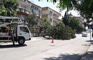 Devrilen dev incir ağacı yolu kapladı