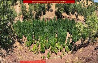 Diyarbakır’da 723 bin 860 kök kenevir bitkisi...