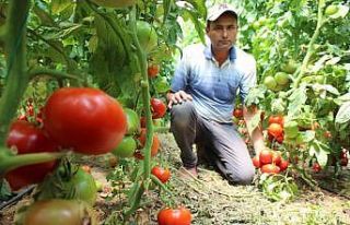 Domates üreticileri düşük fiyattan şikayetçi