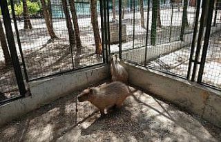 Dünyanın en iri kemirgenine Gaziantep’te yoğun...