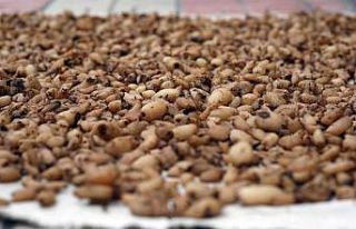 Dünyanın en kaliteli salebine patent başvurusu