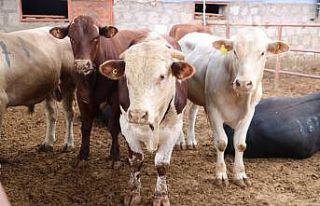 ’E-kurban pazarı’ ilgi odağı