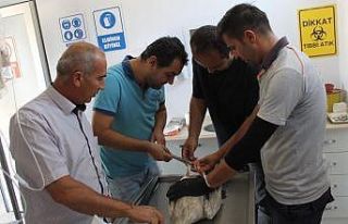 Elektrik çarpması sonucu yaralanan leylek sağlığına...