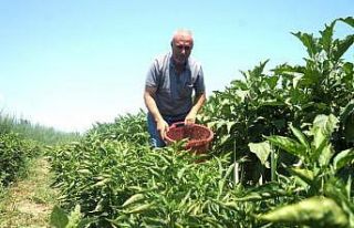 Emekli oldu self servis bahçe işine girdi