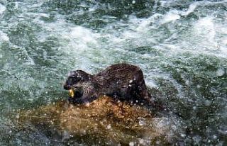 Erzincan su samurları balık avlarken görüntülendi
