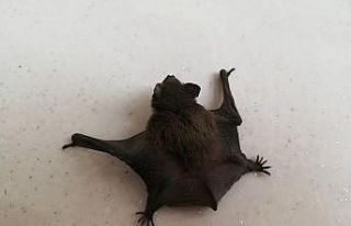 Esnafların yerde bulduğu yarasa görünüşüyle...