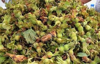 Fındığın maliyeti 15 TL olarak belirlendi