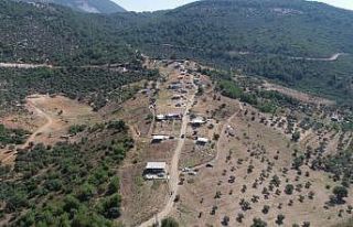 Fırsatçılar 40 dönümü yok etti