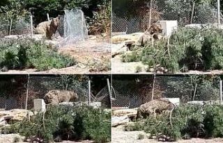 Foseptik çukuruna düşen ayıyı itfaiye kurtardı