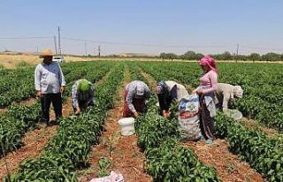 Gaziantep’te dolmalık biber hasadı başladı