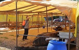 Gemlik Kurban Pazarı yeniliklerle açıldı