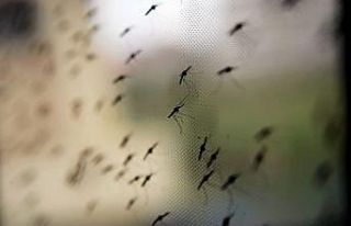 Genetik yapı değişikliğine uğrayan sıtma yayılıyor