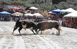Germencik Boğa Güreşlerine vatandaşlardan yoğun...