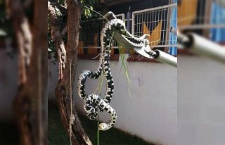 ‘Gördüğünüz yılanları öldürmeyin’ çağrısı