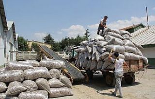 Haşhaş kapsülü hasadı sürüyor
