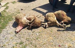 Haymana’da kurtlar sürüye saldırdı