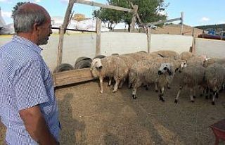 Hırsızlar, kurbanlık 65 küçükbaş hayvanın...