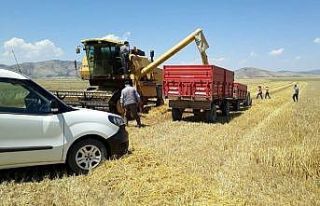 ’Hububat Timleri’ iş başında, fazla dane kaybını...