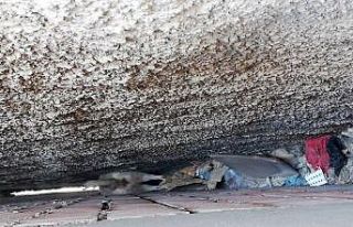 İki binanın arasına sıkışan köpeği itfaiye...