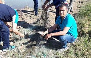İnci kefali av yasağı dönemi sona erdi