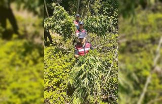 İnegöl’de 90 kök kenevir ele geçirildi